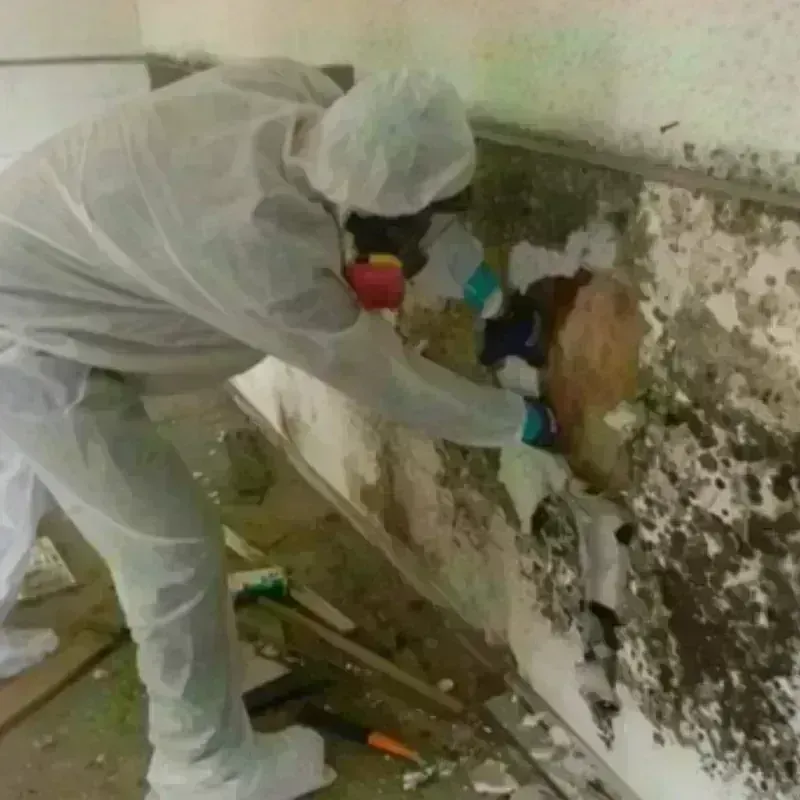 Mold Remediation and Removal in Montague County, TX